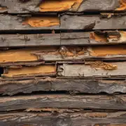 木材腐烂病有什么症状或迹象呢？