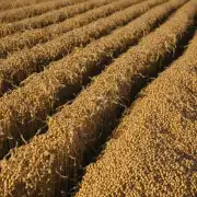 在过去几年里黄豆期货市场经历了什么样的变化和发展？