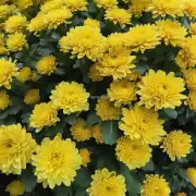 Yellow Chrysanthemum的价格是多少？