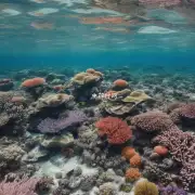 珊瑚石怎么杀?