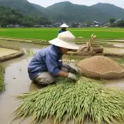 如何使用望江南种子来增加水稻产量?