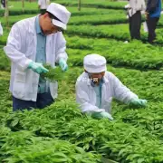 在广东省内种植哪种中草药比较有前途？