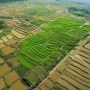 为什么在某些地区会出现稻田荒漠化现象呢？