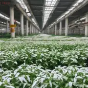 哪些城市或地区在湖北省内种植和生产白蔹药材呢？