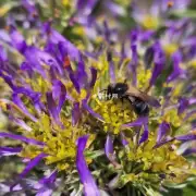 菊花的花粉是什么颜色？