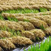 什么是杂交水稻这一概念及其重要性所在为何？