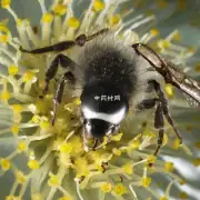 菊花的花粉有多长和宽呢？