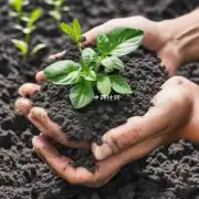 有哪些类型的有机肥可以与白芍搭配使用以获得更好的效果？
