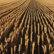 当使用旋耕机进行深翻时如何防止麦田被风吹走土壤和秸秆呢？