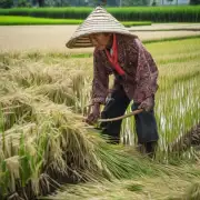 如何种植水稻并获得高产量？