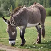 驴子的软蹄是用什么药材制成？