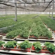 怎样才能确保植物健康成长并获得高产效益？