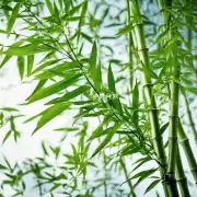 淡竹叶有哪些特征和特点？