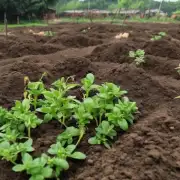 为什么中国的某些地区的土壤非常适合种植中草药而其他地方则不行？