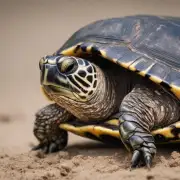 龟头发病的原因是什么？