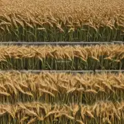 在防风条件下种植小麦的最佳茬口是什么？