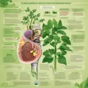 哪些因素会影响中草药的功效在人体内的吸收率？