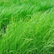 在中国文化中子草通常被称为什么的？