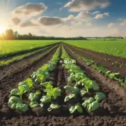 有哪些方法可以增加土壤肥力以支持夏季农作物的成长呢？