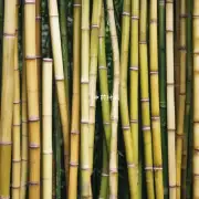 淡竹叶与其他种类的竹子相比有何不同之处呢？