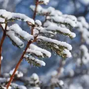 是否推荐使用雪莲草药来治疗某种特定疾病或者症状？如果是的话这种治疗方法是否有科学依据并被广泛接受？