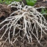 白色根茎像沙参是一种什么植物？