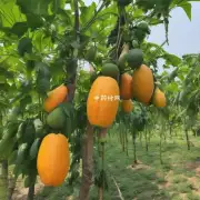 中药木瓜在中国有什么种植地区吗？