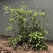 这种植物属于哪个科或属系？