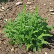 如果要使用除草剂来控制杂草生长有哪些常见的除草剂可以使用的吗？它们分别有什么作用和注意事项呢？