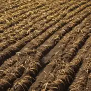 不同地区的土壤对水稻有什么影响吗？