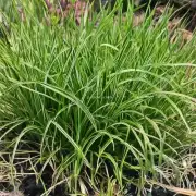 五点草是一种植物吗？如果是的话它是什么科属种名呢？