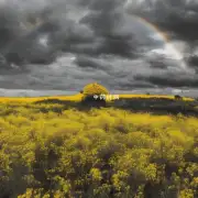 在哪里可以找到野生黄芪？