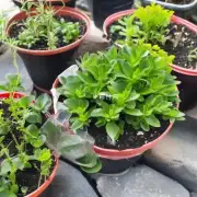 哪些植物适合在室内或室外生长和繁殖呢？