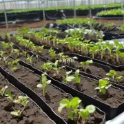 如果选择合适的地点进行栽培应该如何准备土壤和水分条件以保证植物健康成长？
