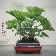 薛荔是一种植物吗？