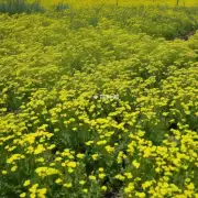 在什么时候种植荆芥？