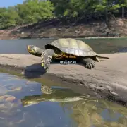 你能告诉我一些有关于地龟子的信息么？