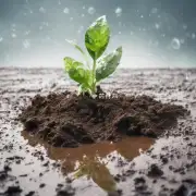 如果发现土壤太潮湿怎么办？