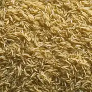 什么是水稻生长期以及它的重要性？