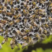 菊花的花粉与蜜蜂等昆虫的关系是怎样的？
