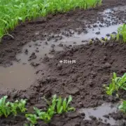 如何判断土壤是否湿润或过湿？