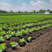 如果使用化学肥料的话应该选择哪些成分较多且对植物生长有益的产品来施加到土壤中呢？