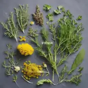 细腻草有什么药效和用途？