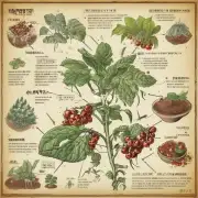 如何种植收获和处理蓖麻子作物？