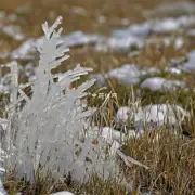 积雪草在市场上的价格是多少？