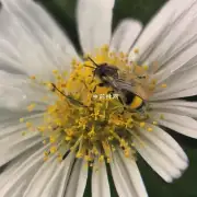 菊花的花粉有无柄吗？