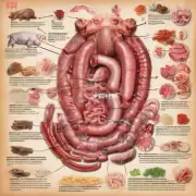 什么是猪大肠在中药中的作用和功效呢？