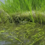 如果你吃了一些被污染了的鱼腥草根部会导致中毒症状出现么？