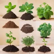 什么是最佳的土壤类型用于种植五味子？