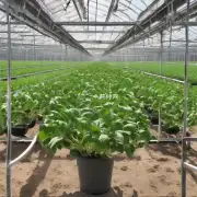 植物生长素有哪些作用？